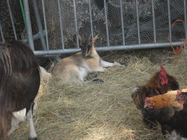 fete ane 2014 (63).jpg